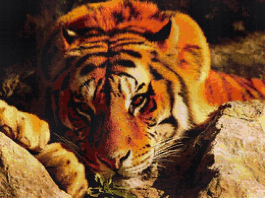 Тигр - животные, природа - предпросмотр