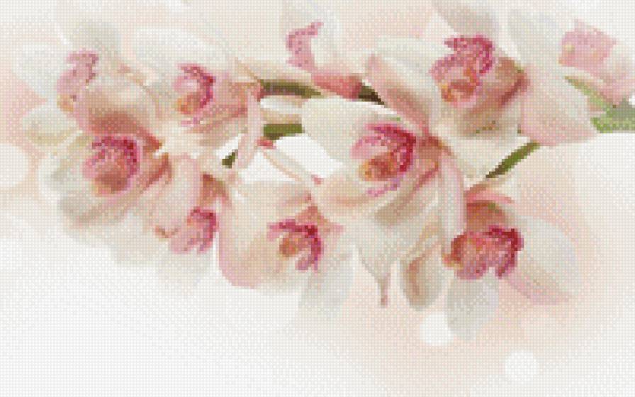 Орхидея - орхидея, цветы - предпросмотр