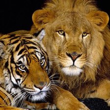 Схема вышивки «тигр со львом»