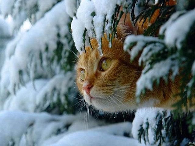 кот в зимнем лесу - кот, животные, лес, зима - оригинал