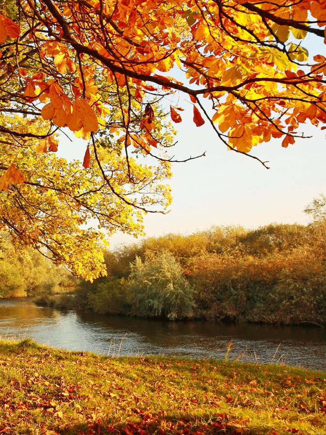 Солнечная осень 2 - осень, река, природа, дерево - оригинал