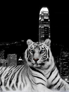 тигр - город, животные, тигр - оригинал