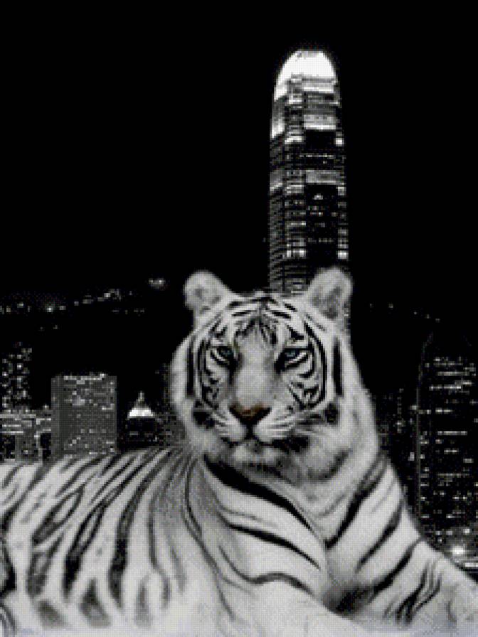 тигр - животные, город, тигр - предпросмотр