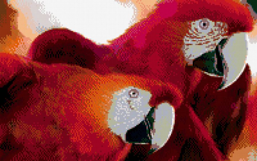 пара попугаев - птицы, попугаи - предпросмотр