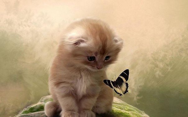 Знакомство - котенок, бабочка, животные - оригинал