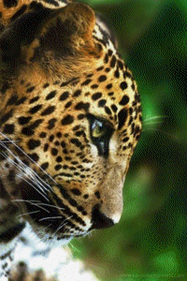 леопард - природа, леопард, животные - предпросмотр
