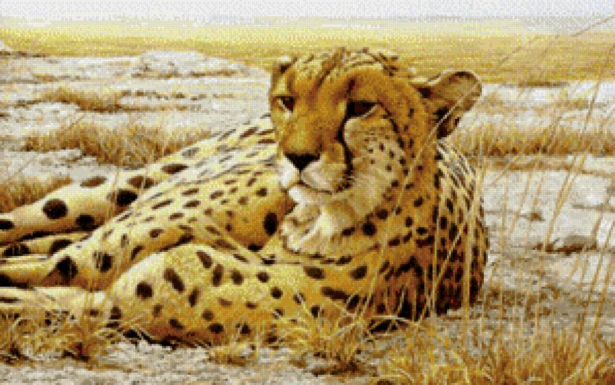 Гепард на отдыхе - кошки, гепард, гепард на отдыхе - предпросмотр