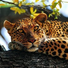 Леопард на ветке