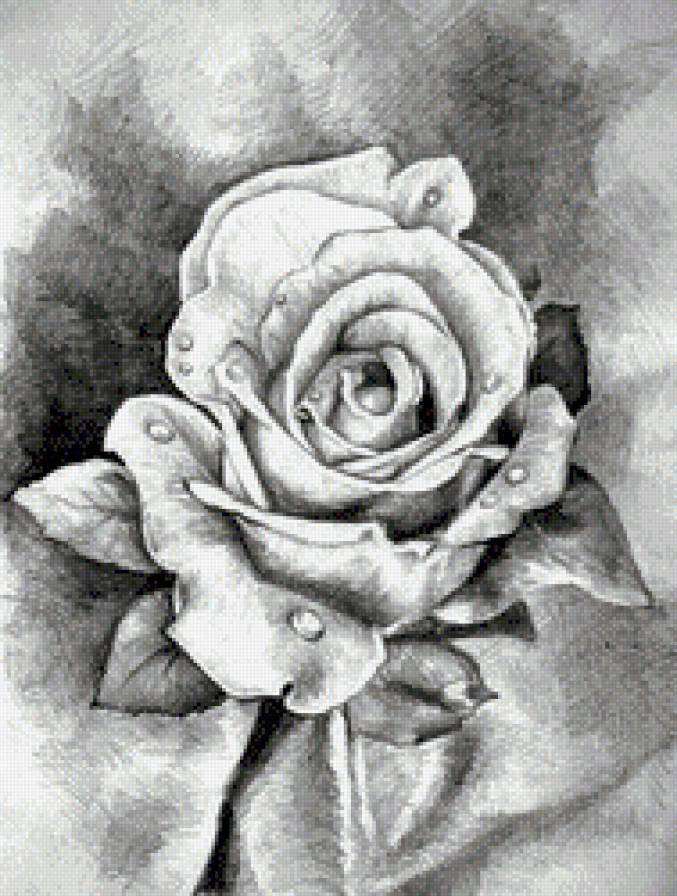 Роза 2 - рослини, природа, квіти - предпросмотр