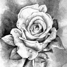Оригинал схемы вышивки «Роза 2» (№857120)