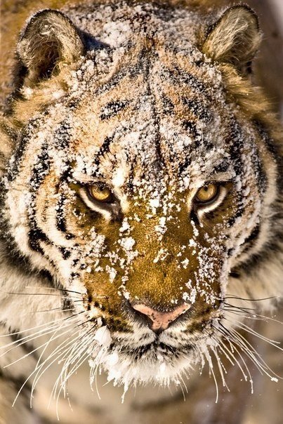 Тигр в снегу - тигр, животные, снег - оригинал