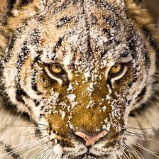 Оригинал схемы вышивки «Тигр в снегу» (№857234)