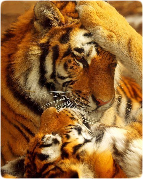 Тигры - животные, поцелуй, тигры, кошки, нежность - оригинал