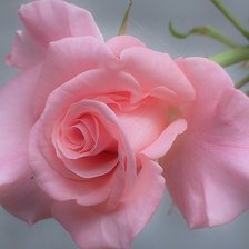 Оригинал схемы вышивки «розовая роза» (№857245)