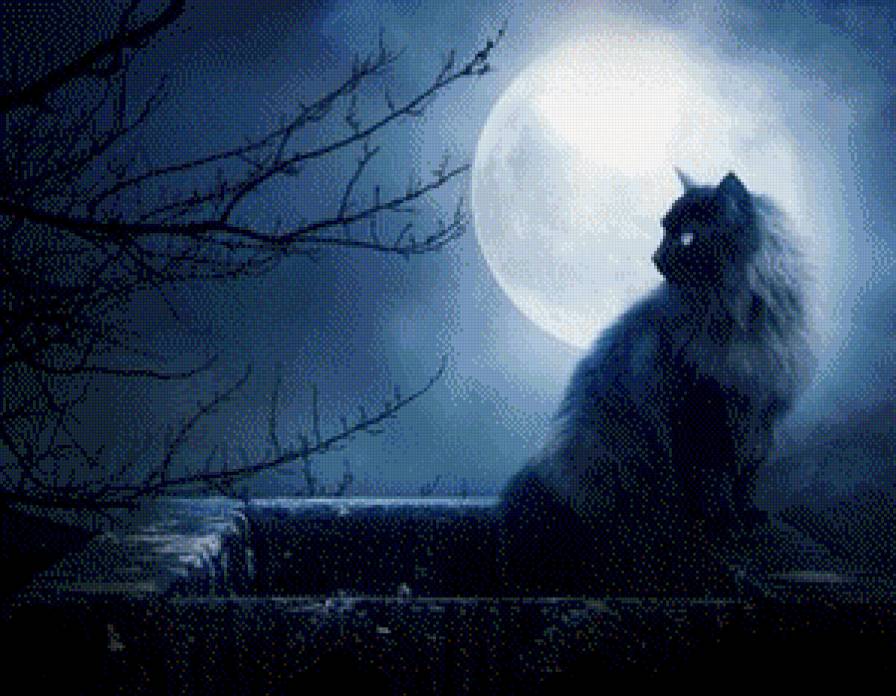Кішка - пейзаж, ніч, природа, тварини, кіт - предпросмотр