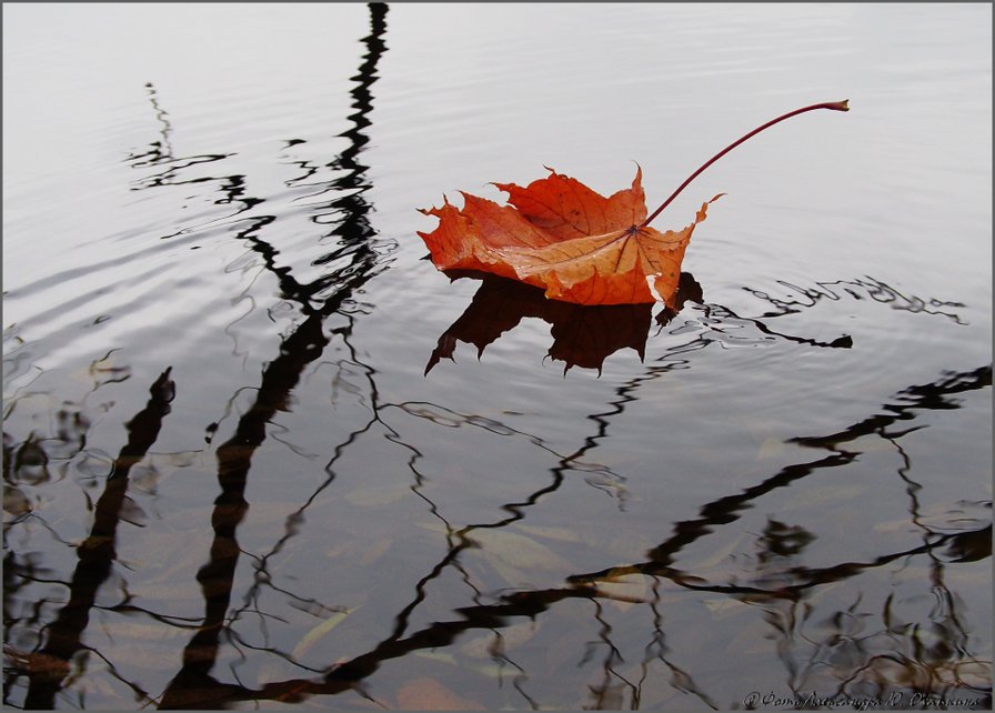 Кленовый лист - осень, природа, река - оригинал