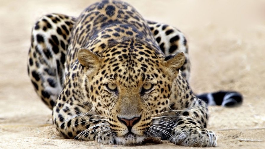 Леопард - животные, кошки - оригинал