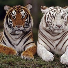 Оригинал схемы вышивки «tigres» (№857793)
