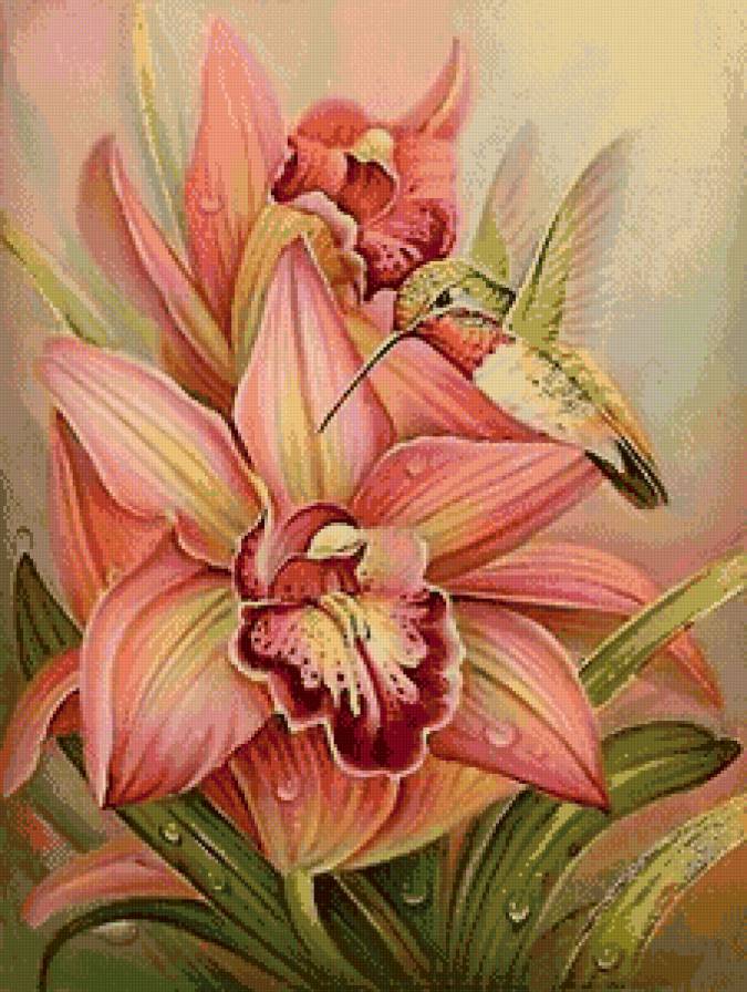 Калибри - орхидеи, птицы, калибри, цветы - предпросмотр