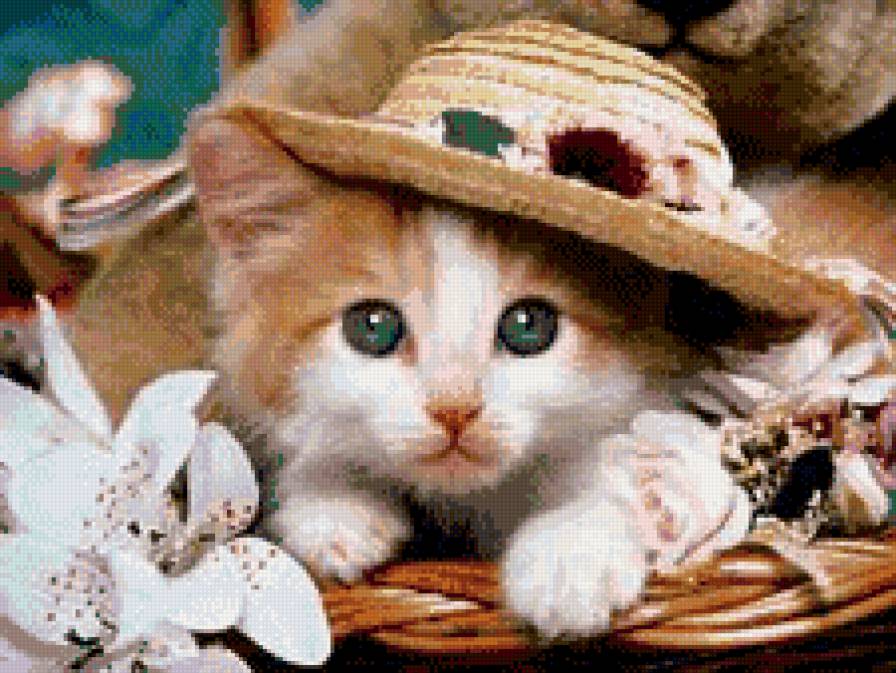 Чудо в шляпе - котенок - предпросмотр