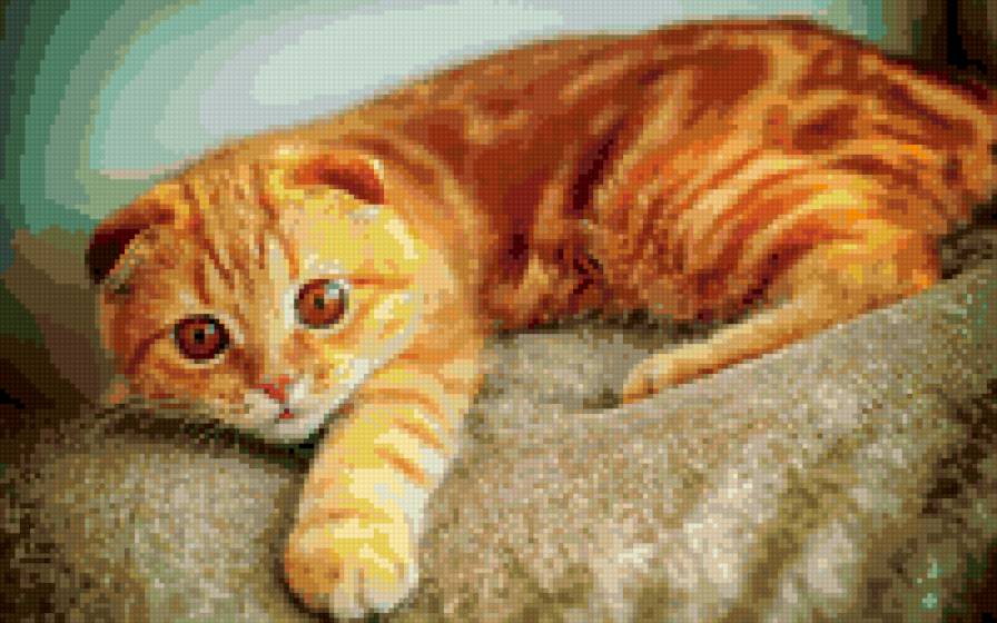 рыжий кот - коты - предпросмотр