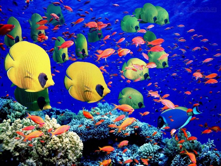 №858896 - рыбки, подводный мир, море - оригинал
