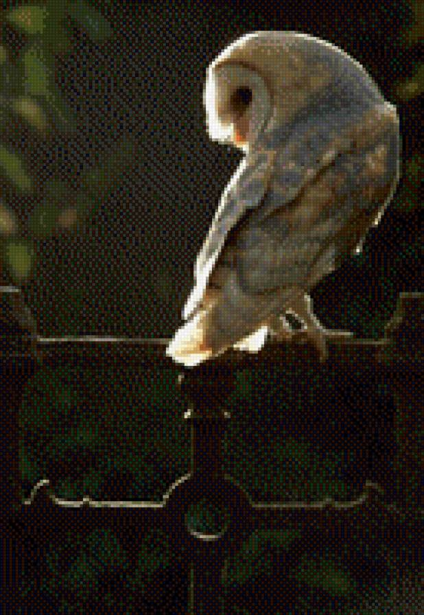 Owl - #beauty - предпросмотр