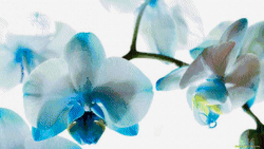 orhid blue - цветы, синяя, цветок, орхидея - предпросмотр