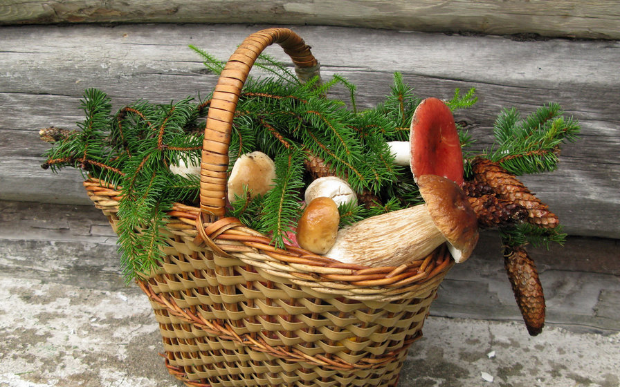 грибы - грибы, лукошко, лес - оригинал