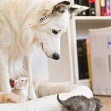 Собака и котята