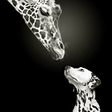 Жираф и долматин