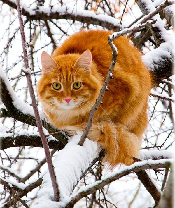 Рыжик - рыжий кот, кошки, животные, зима - оригинал