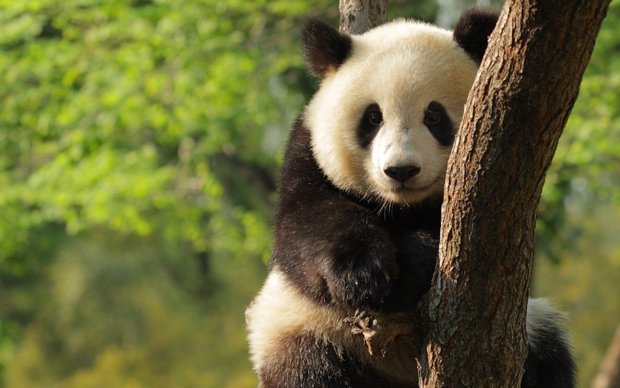 Панда - панда, животные, природа, деревья - оригинал