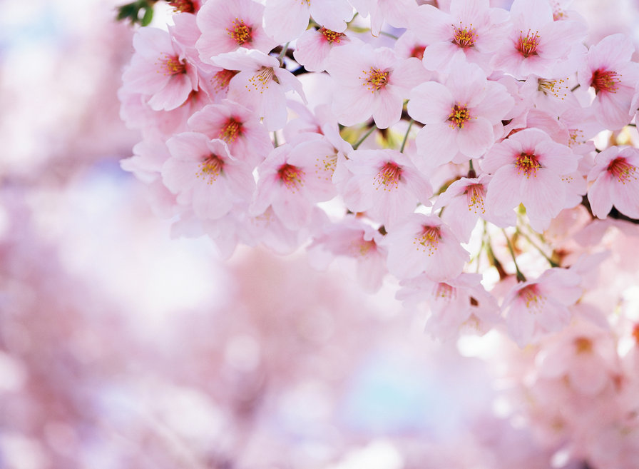цветы - цветы, цветок, дерево, розовый, сакура - оригинал