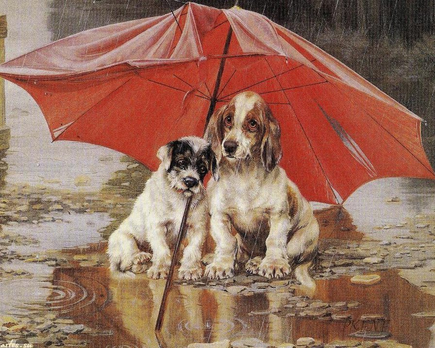 Собаки под дождем - дождь, животные, собаки - оригинал