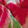 Предпросмотр схемы вышивки «Тюльпаны "Попугай"» (№860777)