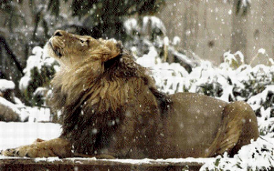 Лев - зима, лев, животные - предпросмотр