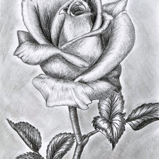 Оригинал схемы вышивки «роза монохром» (№861470)