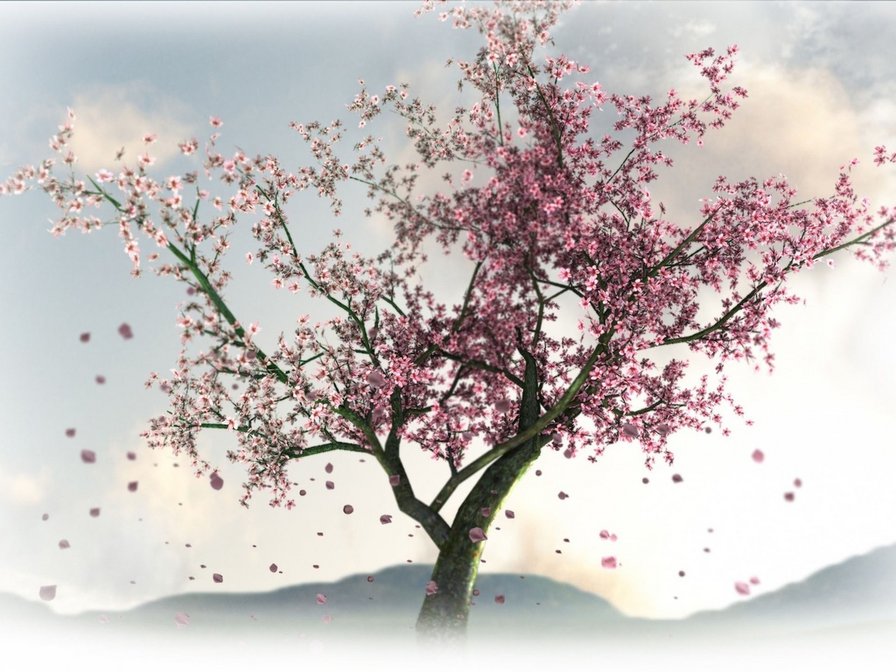 цветущая сакура - дерево, япония, сакура - оригинал