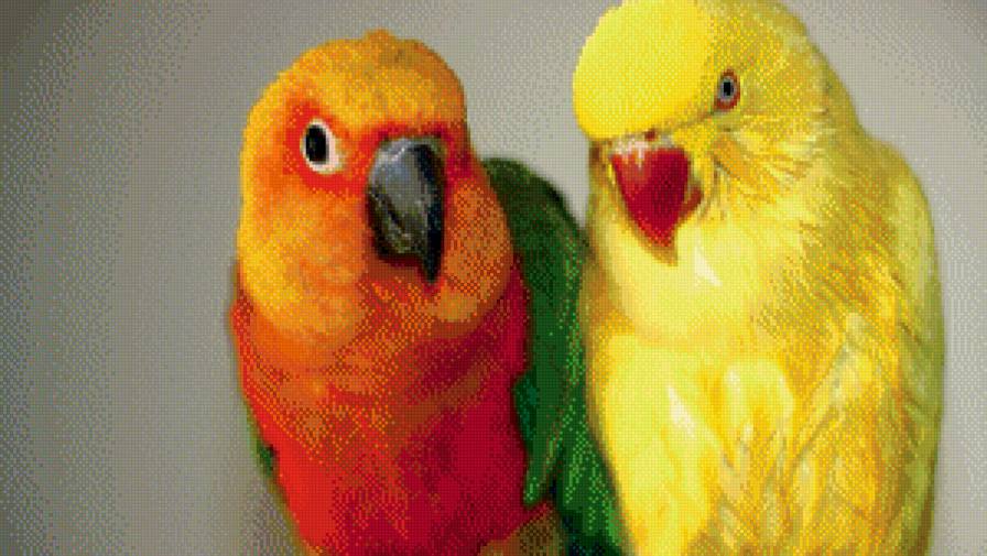 Неразлучники - попугаи, животные, птицы, природа - предпросмотр