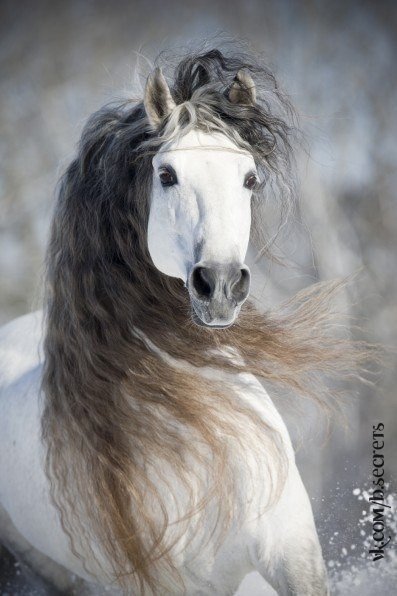 Серый ветер - лошадь, изящество, свобода - оригинал
