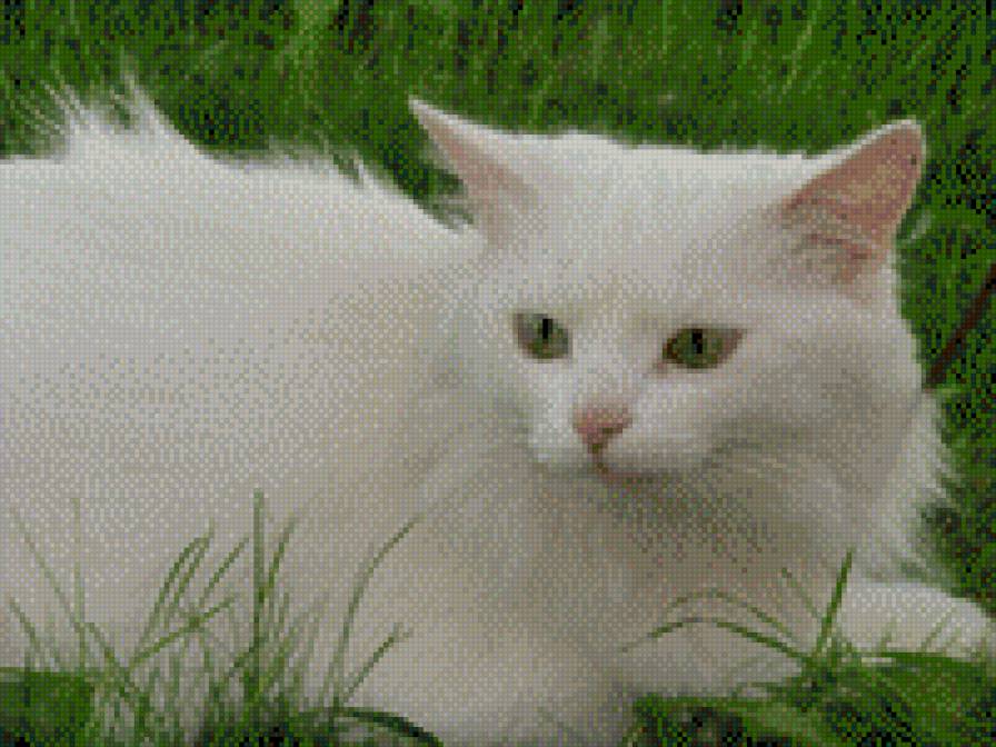 Моя кошка - кошка, белая, ангора - предпросмотр