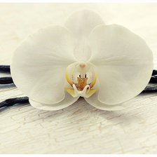 Оригинал схемы вышивки «орхидея» (№863268)