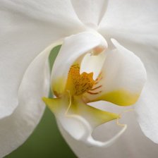 Оригинал схемы вышивки «орхидея2» (№863270)