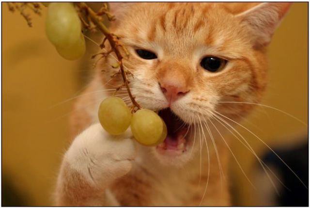 Вкусный виноград - вкусный, виноград, котенок, котик, кот, рыжий - оригинал