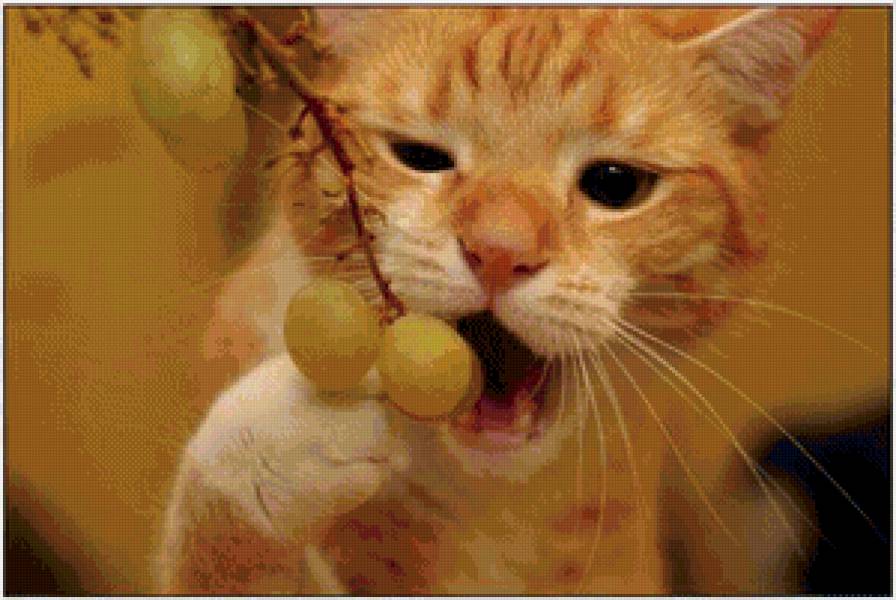 Вкусный виноград - виноград, котенок, вкусный, рыжий, котик, кот - предпросмотр