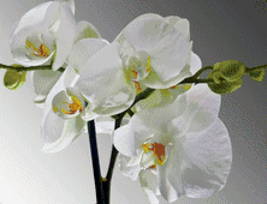 белая орхидея - экзотика, цветы, белые - предпросмотр
