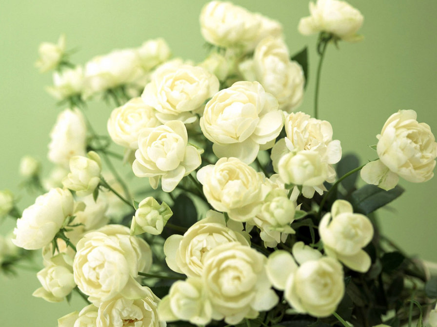 Белые розы - цветы, розы. торжество - оригинал