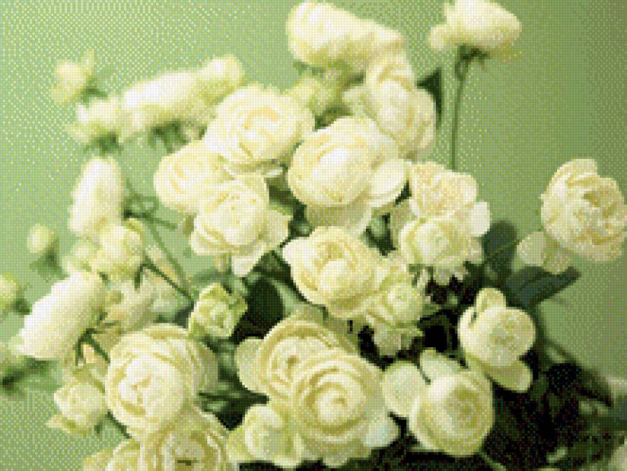 Белые розы - розы. торжество, цветы - предпросмотр