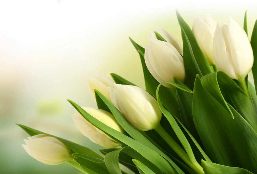 Белые тюльпаны - цветы, тюльпаны, весна - оригинал